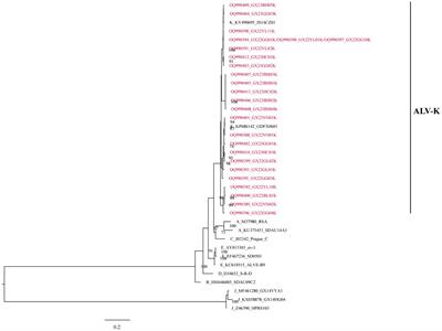 The phylogenetic analysis of the new emerging ALV-K revealing the co-prevailing of multiple clades in chickens and a proposal for the classification of ALV-K